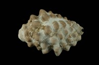 藏品(結螺)的圖片